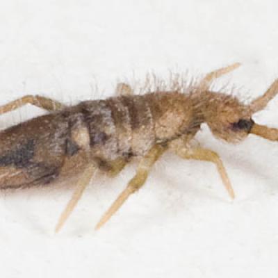 Entomobryidae Family 1