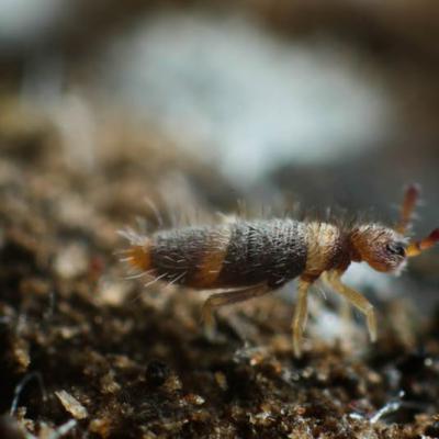 Entomobryidae Family 2