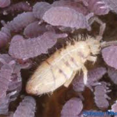 Entomobryidae Family 3