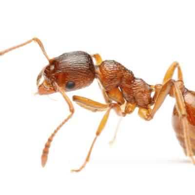Fire Ant