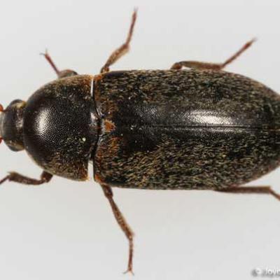 Hide Beetle01