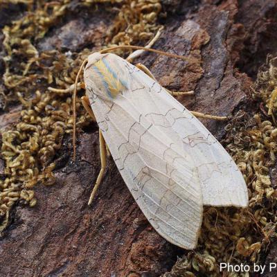 Lepidoptera 2