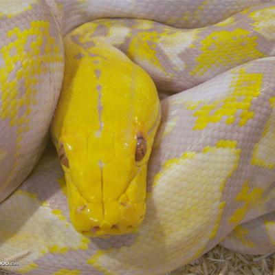 7676yellow Python