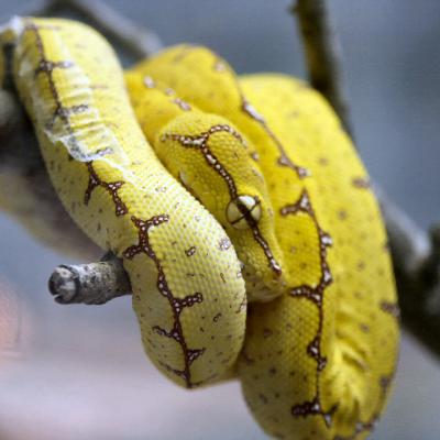 Yellow Python 23