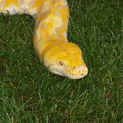 Yellow Python 