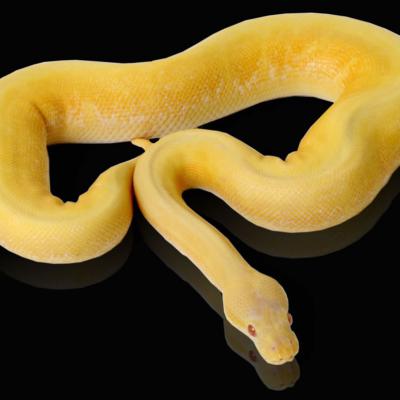 Yellow Python1