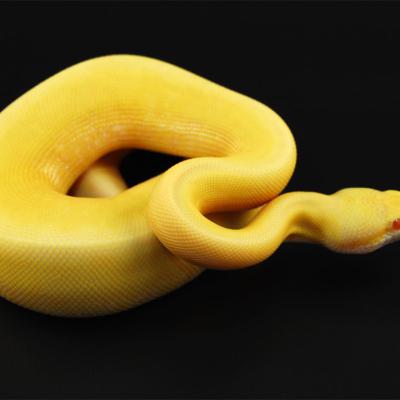 Yellow Python6