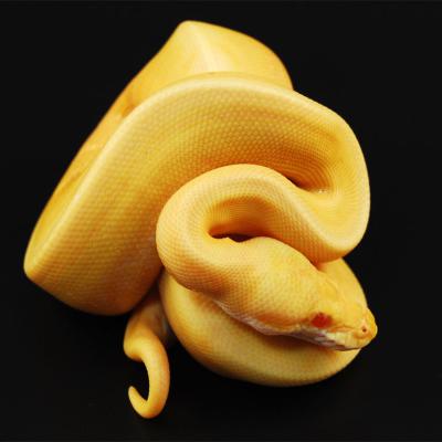 Yellow Python989