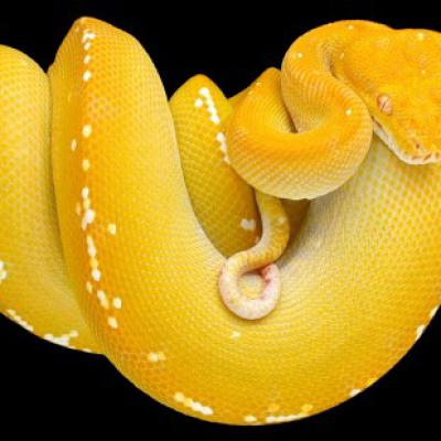 Yellow Python