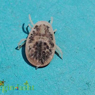Argas Reflexus Negindasht2
