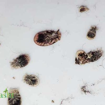 Argas Reflexus Negindasht3
