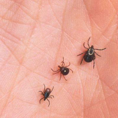 Tick Bite 5